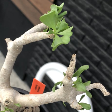 othonna furcata《大きめS size》極白肌株※現地球発根後店主国内管理3年株※これから年々増える枝振りに期待できる極美白肌株※mad black pot植え