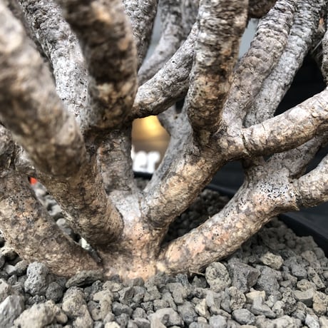 euphorbia  guillauminiana《大きめLL size》※現地球発根済株※店主国内管理6年株※現地球株らしい表皮＆volume満点大株※mad black bowl pot植え