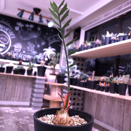 encephalartos   horridus《姫鬼蘇鉄》