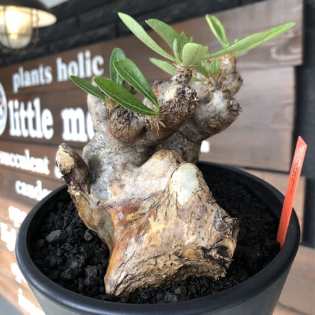 pachypodium brevicalyx《L size》※現地球発根後店主国内管理5年株※美術的interior性高きゴツゴツ肉々しい装いの低重心株※mad black pot植え
