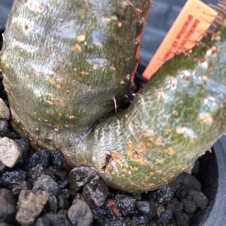 pachypodium  gracilius《M size》希少‼︎ニ頭枝w-he'd＆極green肌株※現地球発根後店主国内管理2年株※極green肌良樹形双頭株※mad black pot植え