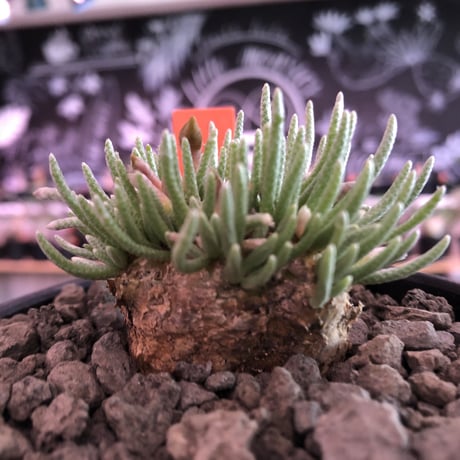 avonia   alstoni 《L L   size》※特化した高さのある大きな塊根を持つアルストニー希少大株No.②※ mad black bowl pot植え