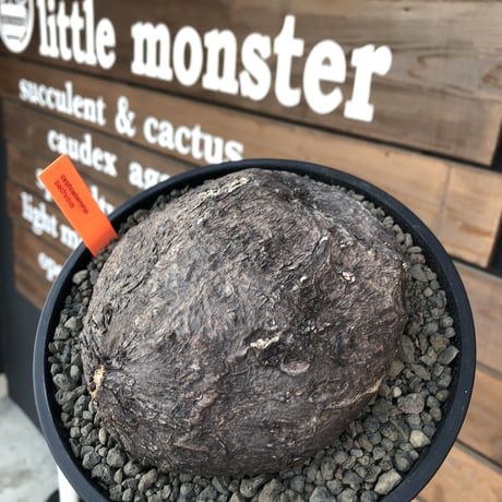 cyphostemma    pachypus《大きめM size》希少size‼︎※現地球発根済株※店主国内管理6年株※歴史と育ちの生き様を実感できる荒肌質且つ美術的インテリア性高き一株※浅鉢植え