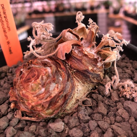 pelargonium  appendiclatum《M size》※店主個人株‼︎現地球発根済株※実生株しかまず出回る事のない激希少‼︎更にW-he'd‼︎🤩※mad black pot植え