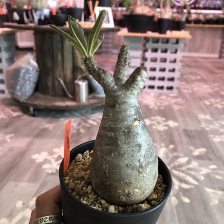 packypodium  gracilius《S size》※現地球株  発根済み株‼︎  丸め選抜組  （限定12株）