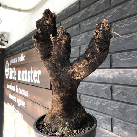 xerophyta trichophylla《S size》※現地球発根後店主国内管理2年株※驚愕強靭株※枝振り良くweightもlow‼︎株元極太サイズ※mad black pot植え