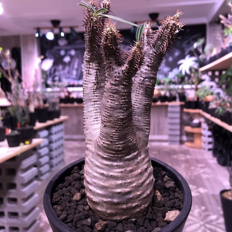 packypodium  gracilius《M  size》※現地球発根済株‼︎※しっかり発根したボコボコ&筋筋強きbalance良きグラキ‼︎※mad black pot植え