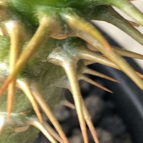 pachypodium  ambongense  littmon seed株《大きめS size》※希少高きアンボンゲンセ‼︎激オススメ株※black pot植え