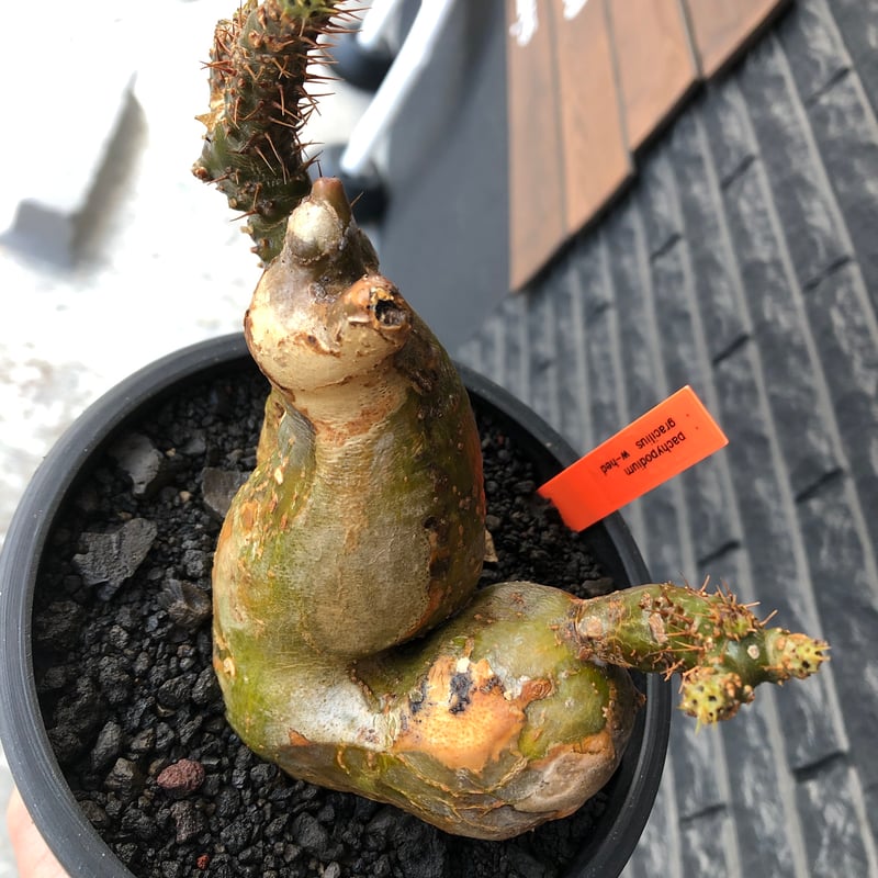 pachypodium gracilius《小さめL size》希少‼︎極green＆現地焼け