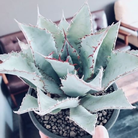agave    guadala jarana  trelease   《M size》