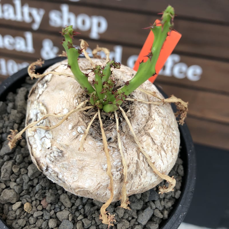 euphorbia decidua《小さめL size 》※現地球発根後店主国内管理6年株※