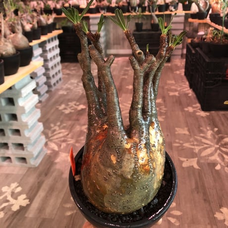 packypodium  gracilius《L size》※現地球発根済株※ぼってり‼︎更に特異性とし大変細枝多数展開‼︎しなやかな躍動感を感じる選抜グラキ※mad black bowl pot植え