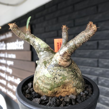 pachypodium gracilius《小さめM size》※希少‼︎green肌※現地球発根後店主国内管理3年株※絶妙な枝振り&樹形balance株※mad black pot植え