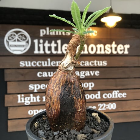 pachypodium succulentum 《M size》※現地球株発根済※サキュレンタムらしからぬ濃いめの肌に整った丸み強き良樹形が堪らない‼︎※mad black pot植え
