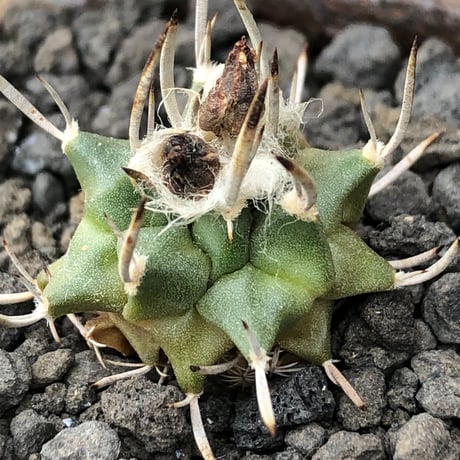 turbinicarpus 白棘昇竜丸《S size》※現地球株カキ仔（斑入り）※激希少‼︎流通なき白棘昇竜丸の斑入り株のため鬼熱となりイキリ立った刀のような白棘と開花時も堪らない一株※信楽焼植え