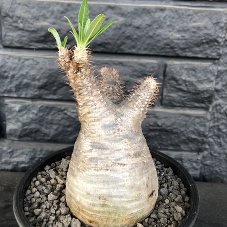 packypodium  gracilius まん丸《M size》  現地球  発根済み株   mad black pot植え