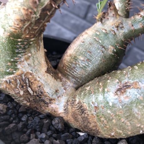 pachypodium gracilius 《L size》希少‼︎green肌 &ぼってり3-he'd株※現地球発根後店主国内管理4年株※weight低く両A面株※black bowl pot植え