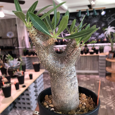 packypodium    gracilius《M size》
