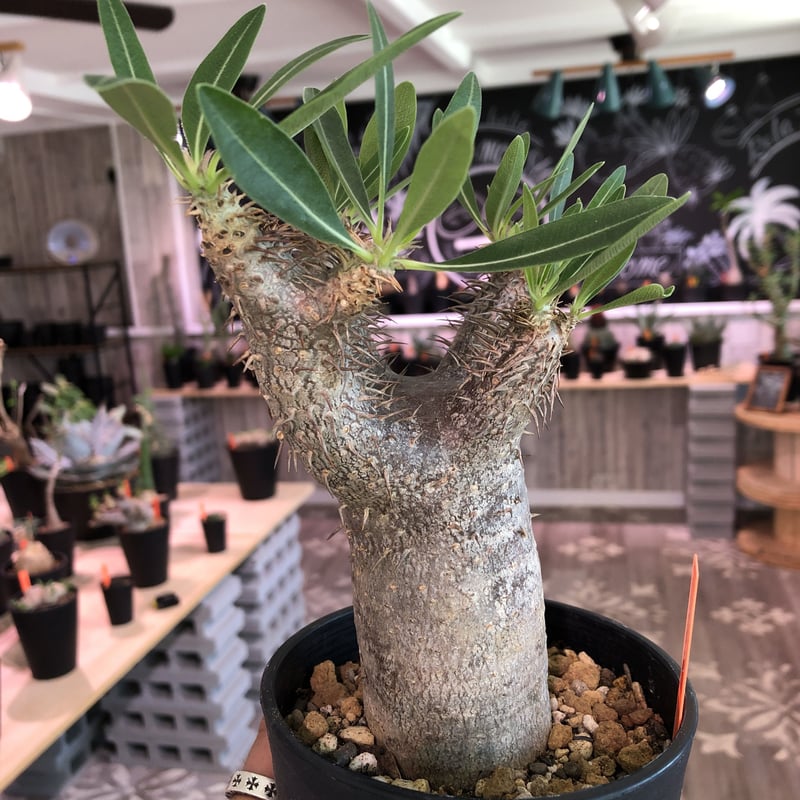 packypodium gracilius《M size》 | plants holic