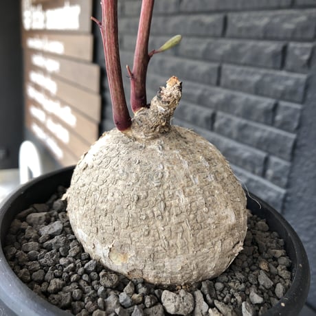 adenia goetzei《大きめL size》360度球体株※現地球発根後店主国内管理5年株※極球体株の上、通常よりも太い茎を持つwild且つ美しい一株※mad black bowl pot植え