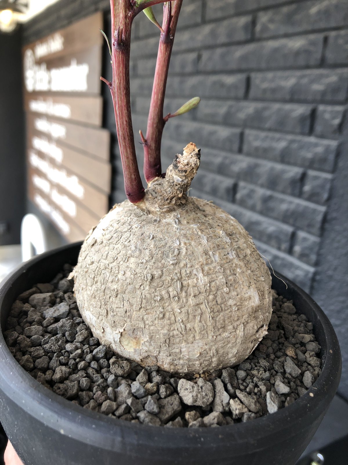 adenia goetzei《大きめL size》360度球体株※現地球発根後店主 adenia goetzei《大きめL size》360度球体株※現地球発根後店主
