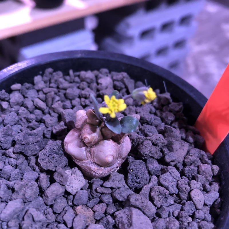 専用　冰雹　ブツブツ　内棘　裏棘　発根済み　8 ホタルクス FE4P 電子点灯管 グロー球 40W形用 口金P21 10個