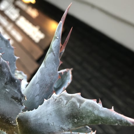 agave montana《M size》※現地球発根後店主国内管理2年株※葉色も深い青さのためblack感あるカッコいい一株※mad black bowl pot植え