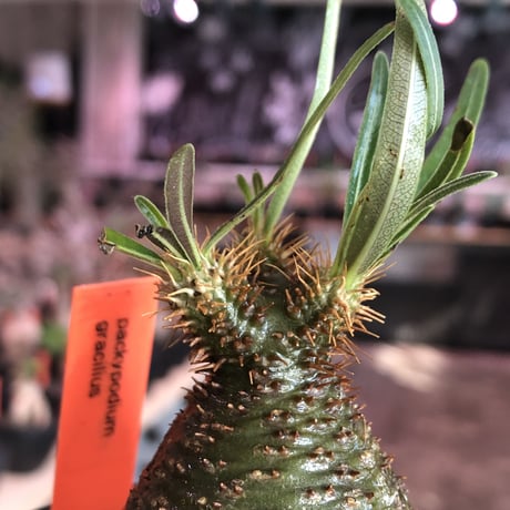 pachypodium  gracilius《大きめS size》希少green肌＆まん丸樹形※現地球発根済株※店主国内管理2年株※愛くるしい樹形に良き肌カラー＆美肌株※mad black pot植え
