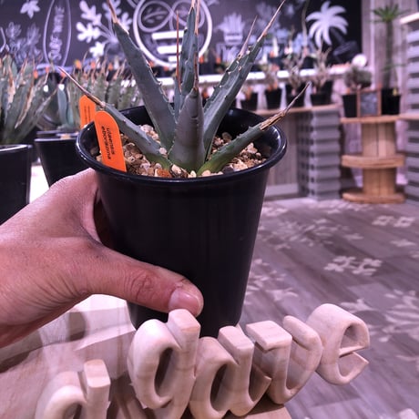 agave    utaensis  eborispina《S size》