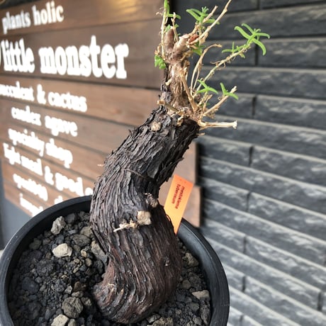 mestoklema tuberosum《大きめM size》※現地球発根後店主国内管理5年株※味深き表皮にバランス良く絶妙な捻くれ樹形の冬動く希少灌木※mad black pot植え