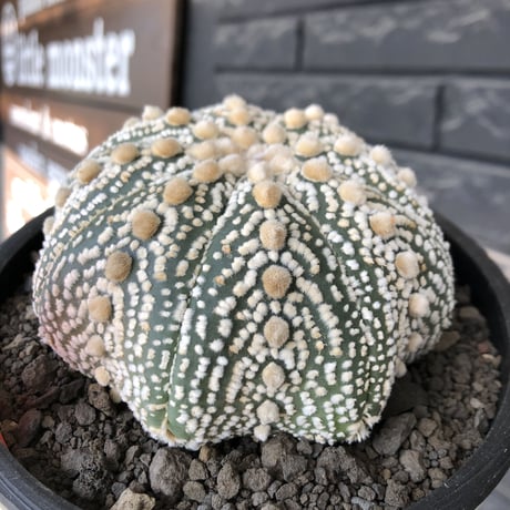 astrophytum asterias var.ミラクル兜《XL size》big株且つ極白肌が堪らない‼︎希少大株兜※店主国内管理13年株※mad black bowl pot植え