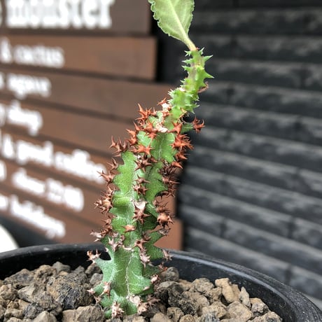 euphorbia magnifica《S size》※現地球株発根済※小振りコンパクトでかわいいながら枝ぶりなど今後の変化も楽しみな一株※black pot植え