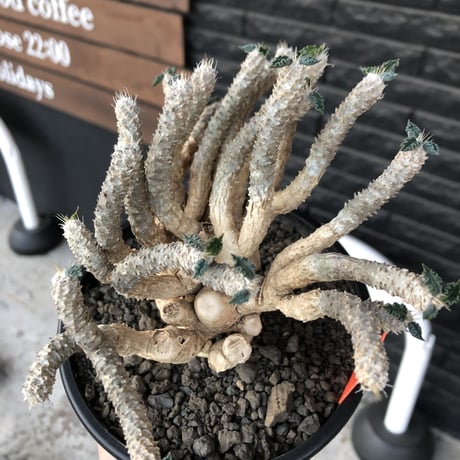 euphorbia tulearensis《 LL size》大株※現地球発根後店主国内管理4年株※驚愕‼︎希少性激高塊根ユーフォルビア‼︎big塊根&躍動枝振り※mad black pot植え