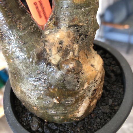 pachypodium gracilius《小さめM size》現地焼け肌※現地球発根後店主国内管理3年株※岩肌に当たり育ったエグれ傷を持つwildな出立ちが堪らない※mad black pot植え