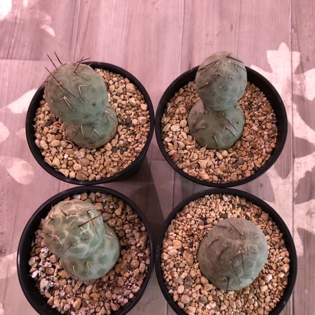 tephrocactus   geometricus《M size》