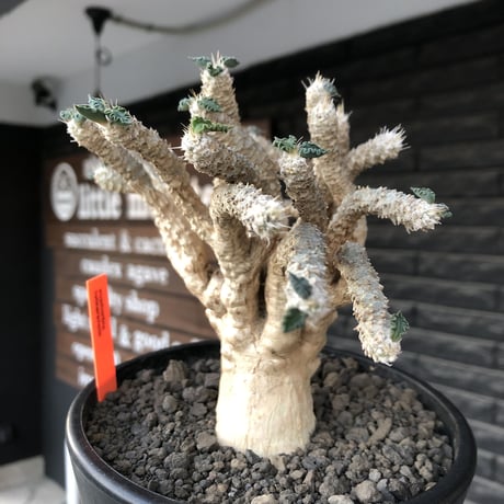 euphorbia tulearensis《 LL size》大株※現地球発根後店主国内管理4年株※驚愕‼︎希少性激高塊根ユーフォルビア‼︎big塊根&躍動枝振り※mad black pot植え