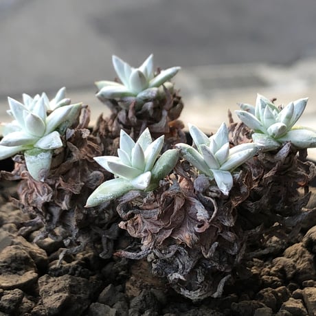 dudleya greenei《L size》希少種‼︎※現地球株発根済※流通少なき古株のため味深くそれでいてコントラストがとびきり美しい一株※black bowl pot植え