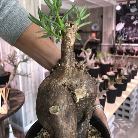 packypodium   bispinosum《M size》