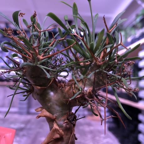 othonna   euphorbioides《M size》※幹上がり仕立てのバランス良き美株‼︎ ※mad black pot植え