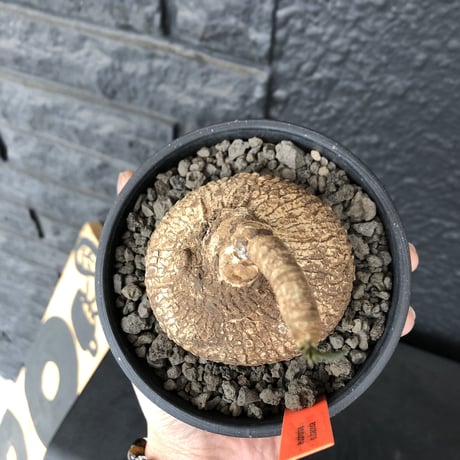 euphorbia   subapoda《M size 》特化した球体&扁平樹形が愛くるしくて堪らないスバポダ‼︎※mad black bowl pot植え