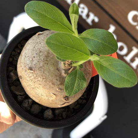 pentagonanthus grandiflorus ssp.glabrescens《L size 》※現地球発根後店主国内管理3年株※激希少種‼︎可愛すぎる装い※mad black pot植え