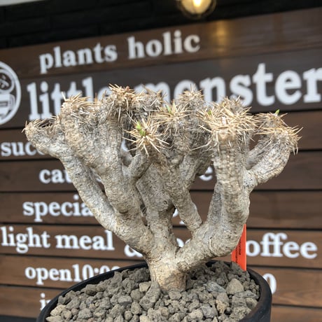 euphorbia  guillauminiana《L size》※現地球発根済株※店主国内管理4年株※溶岩質の土壌育ちの現地球株らしい表皮＆大変密な枝振り株※mad black pot植え