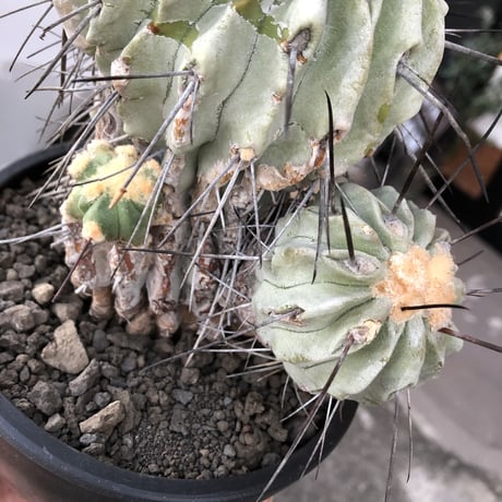 copiapoa cinerea ver.dealbata《L size》※現地球発根後店主国内管理21年株※極上の極みな黒士冠‼︎wild感が堪らない※mad black bowl pot植え