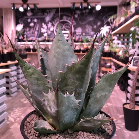 agave     parrasana  globe《大きめL  size》※発根済株※店主国内管理5年株※大変締まり&balance&size感と三拍子揃ったwild極美株※浅鉢植え