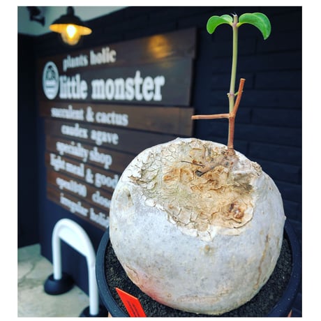 ラフィオナクメ | STORES