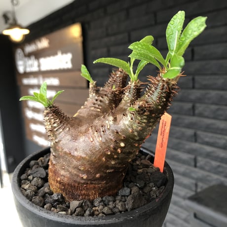 packypodium  cactipes《 M size》※現地球発根済※とても丈の短く枝は太い為、ぼってり感半端なく感じ丸々と可愛すぎるカクチ‼︎※mad black bowl pot植え