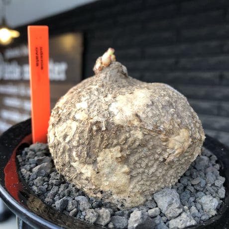 adenia ovata《L size》激希少種※現地球発根後店主国内管理7年株※恐竜の🥚卵かの如く‼︎味深き装いの希少種※信楽陶器鉢植え