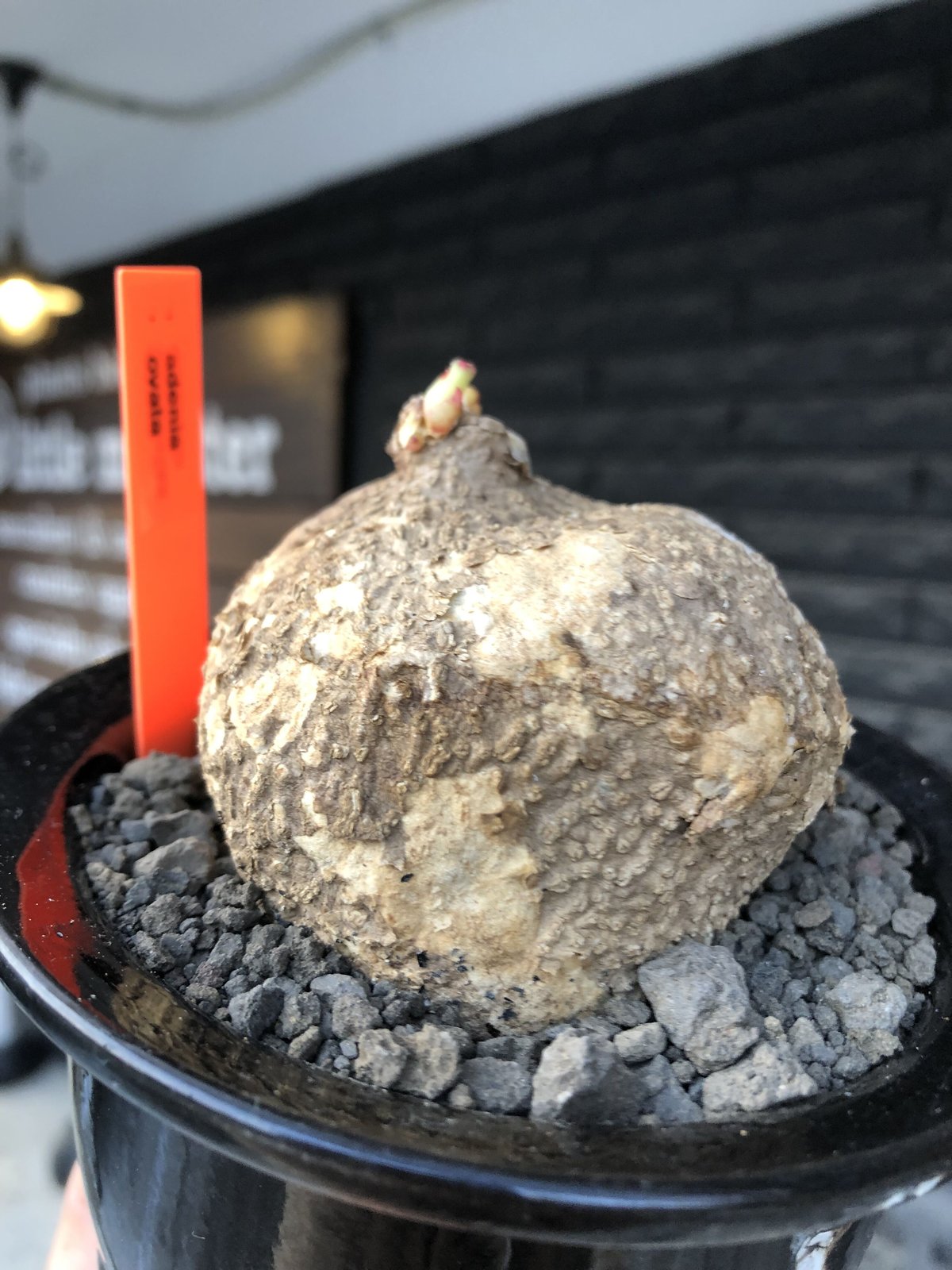 adenia ovata《L size》激希少種※現地球発根後店主国内管理7年株 adenia ovata《L size》激希少種※現地球発根後店主国内管理7年株
