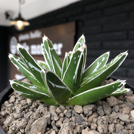 agave  笹の雪《M size》※現地球発根後店主国内管理1年株※締まり&美しいbalanceも良きbest size※mad black bowl pot植え