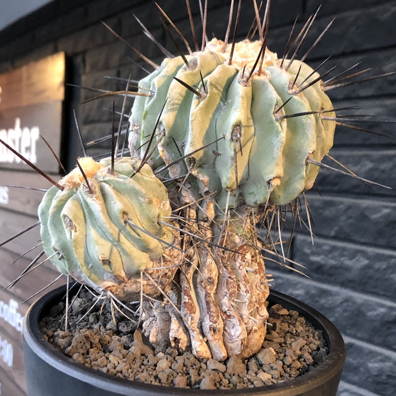 copiapoa cinerea ver.dealbata《L size》※現地球発根後店主国